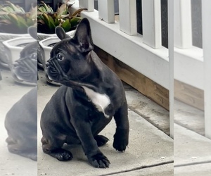 French Bulldog Puppy for sale in STANTON, CA, USA