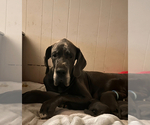 Small Photo #17 Great Dane Puppy For Sale in SAND SPRINGS, OK, USA