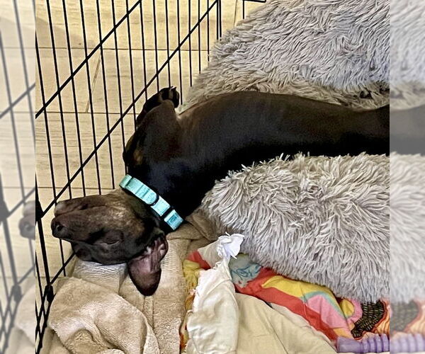 Medium Photo #3 Mutt Puppy For Sale in San Juan Capistrano, CA, USA