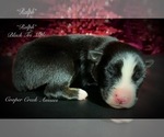 Small Photo #2 Miniature Australian Shepherd Puppy For Sale in SMITHVILLE, AR, USA