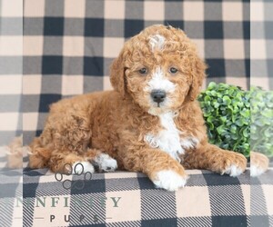 Goldendoodle (Miniature) Puppy for sale in DORNSIFE, PA, USA