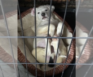 Bullboxer Pit-Labrottie Mix Puppy for sale in CLARKSVILLE, TN, USA