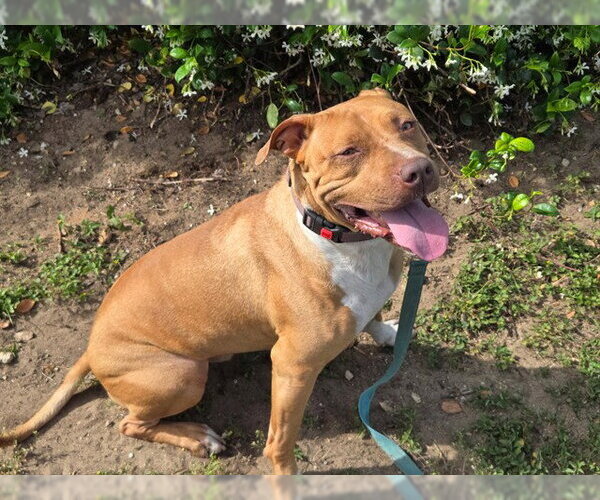 Medium Photo #2 American Staffordshire Terrier Puppy For Sale in Ocala, FL, USA