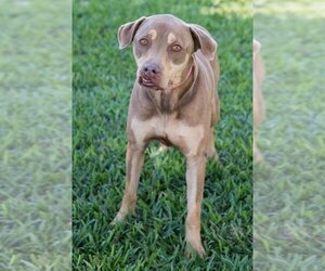 Doberman Pinscher-Unknown Mix Dogs for adoption in Miami, FL, USA