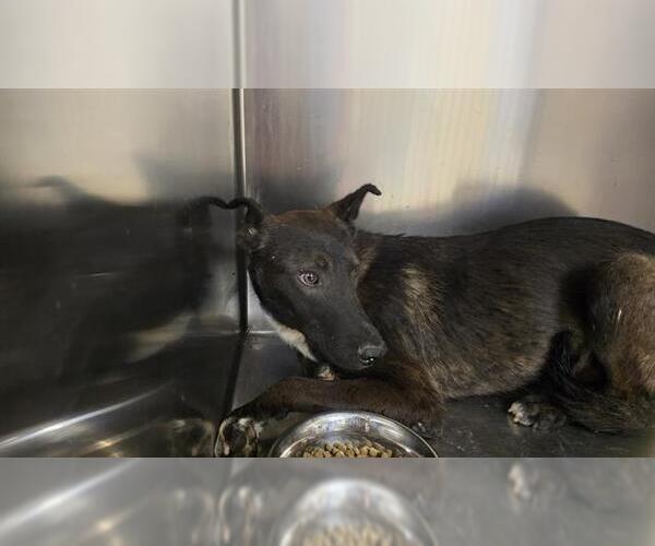 Medium Photo #1 German Shepherd Dog-Unknown Mix Puppy For Sale in Riverside, CA, USA