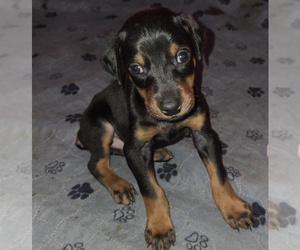 Doberman Pinscher Puppy for sale in CARLINVILLE, IL, USA
