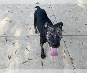 Labrador Retriever-Unknown Mix Dogs for adoption in Charlotte, NC, USA