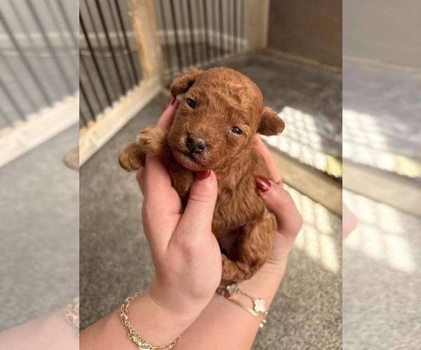 Medium Photo #5 Poodle (Toy) Puppy For Sale in EXCELSIOR SPRINGS, MO, USA