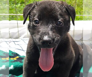 German Shepherd Dog-Unknown Mix Dogs for adoption in Minneapolis, MN, USA