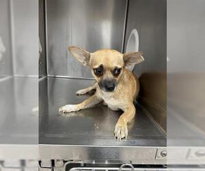 Chihuahua Dogs for adoption in Hanford, CA, USA