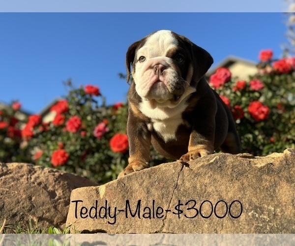Medium Photo #15 Bulldog Puppy For Sale in SPRING, TX, USA