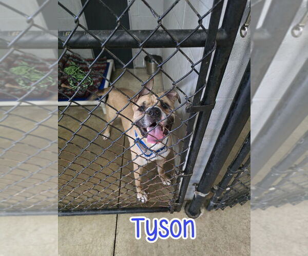Medium Photo #6 Bulloxer Puppy For Sale in Port Clinton, OH, USA