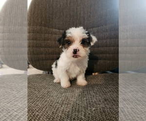 Yorkshire Terrier Puppy for sale in EAST BETHEL, MN, USA