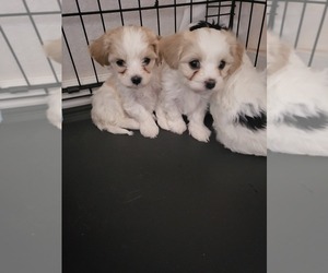 Cavachon-Maltese Mix Puppy for sale in WESTMINSTER, CO, USA