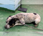Small #5 Bulldog Mix