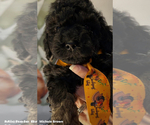 Image preview for Ad Listing. Nickname: Sam