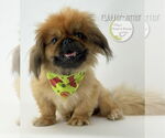 Small Photo #2 Pekingese Puppy For Sale in Benton, LA, USA
