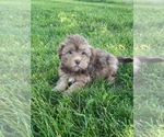 Small Photo #7 Lhasa-Poo Puppy For Sale in CANOGA, NY, USA