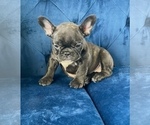 Small Photo #14 French Bulldog Puppy For Sale in JACKSON, MS, USA