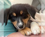 Small #5 Border Collie Mix