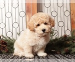 Small #1 Poochon