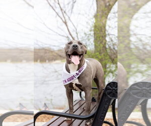 Nerida - Female Mutt Dog for Adoption - Photo #7