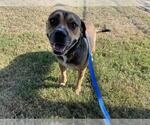 Small #1 Labrador Retriever
