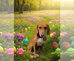 Small Redbone Coonhound