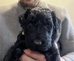 Puppy 1 Schnoodle (Giant)