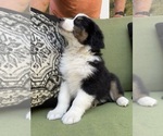 Small Photo #51 Miniature Australian Shepherd Puppy For Sale in LA CANADA FLINTRIDGE, CA, USA