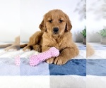 Small #1 Golden Retriever