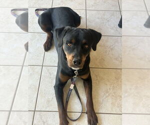 Rottweiler Dogs for adoption in Gilbert, AZ, USA
