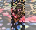 Small Photo #7 Yorkshire Terrier Puppy For Sale in AKRON, OH, USA