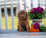 Puppy Patsy Cavapoo