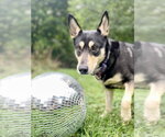 Small #3 German Shepherd Dog Mix