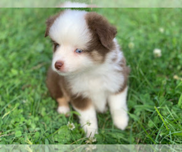 Medium Photo #8 Miniature Australian Shepherd Puppy For Sale in MANSFIELD, PA, USA