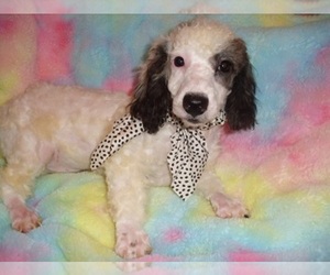 Poodle (Toy) Puppy for sale in JACKSON, MS, USA