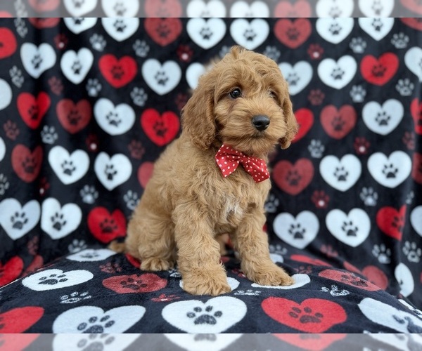 Medium Photo #8 Cock-A-Poo Puppy For Sale in LAKELAND, FL, USA