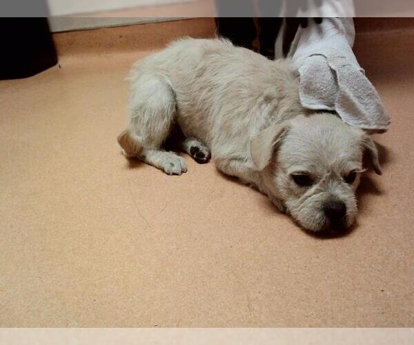Medium Photo #1 Mutt Puppy For Sale in Martinez, CA, USA