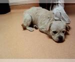 Small Mutt