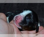 Small Photo #13 English Springer Spaniel Puppy For Sale in LITCHFIELD, MN, USA