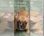 Puppy Frankie French Bulldog
