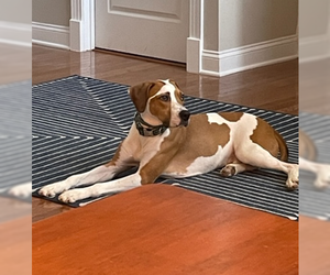 Nikko COURTESY LISTING - Male Coonhound-Unknown Mix Dog for Adoption - Photo #3