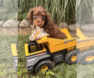 Dachshund Puppy for sale in MIDDLEBURY, IN, USA