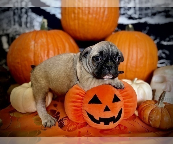 Medium Photo #9 French Bulldog Puppy For Sale in YUCCA VALLEY, CA, USA