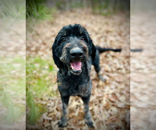 Medium Photo #2 Bernedoodle Puppy For Sale in Pacolet, SC, USA