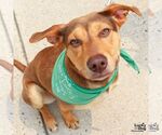 Small #6 Retriever  Mix