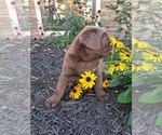 Small #2 Labrador Retriever