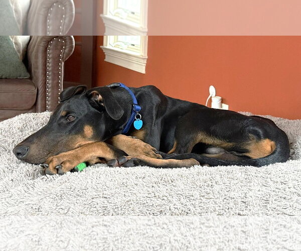 Medium Photo #18 Doberman Pinscher Puppy For Sale in Boonton, NJ, USA
