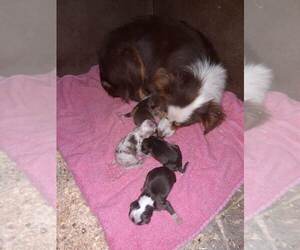 Mother of the Miniature Australian Shepherd-Poodle (Toy) Mix puppies born on 01/17/2024